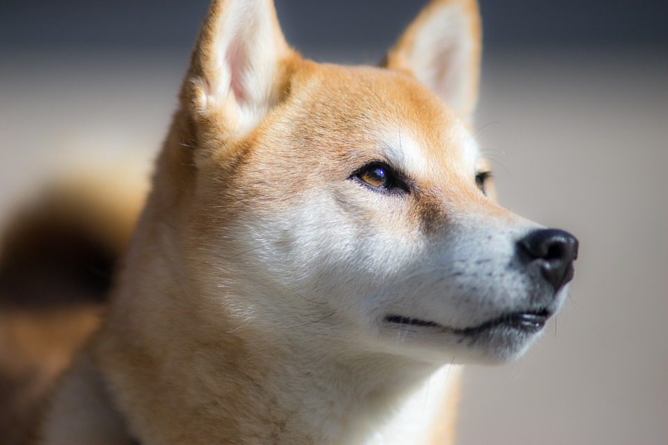 Shiba Inu’S Upcoming Cold Wallet Release: Will It Boost The Price?