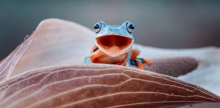 A Brief Look At Pepecoin: Market Cap Reaches $1 Billion Before Decline-Bitrabo A Brief Look At Pepecoin: Market Cap Reaches $1 Billion Before Decline