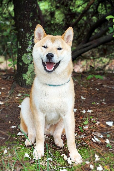 Shiba Inu (Shib) Teases Bullish Price Reversal
