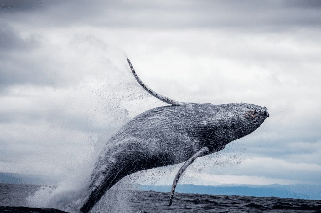 Xrp Whales Make A Splash: $46 Million Ripple Across Markets, Igniting Speculation