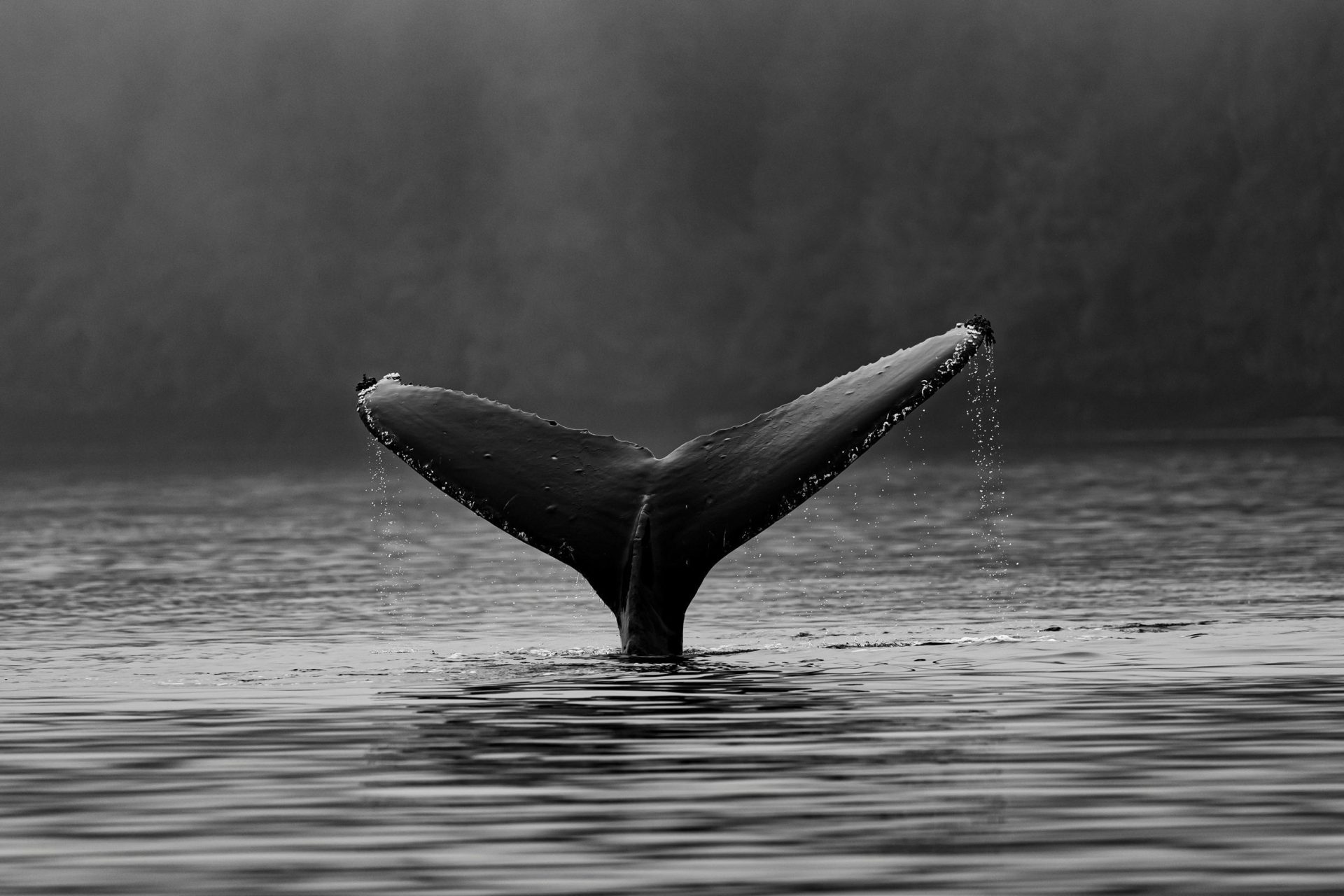 Bitcoin Whale Abruptly Moves 16,003 Btc After 5+ Years Silence