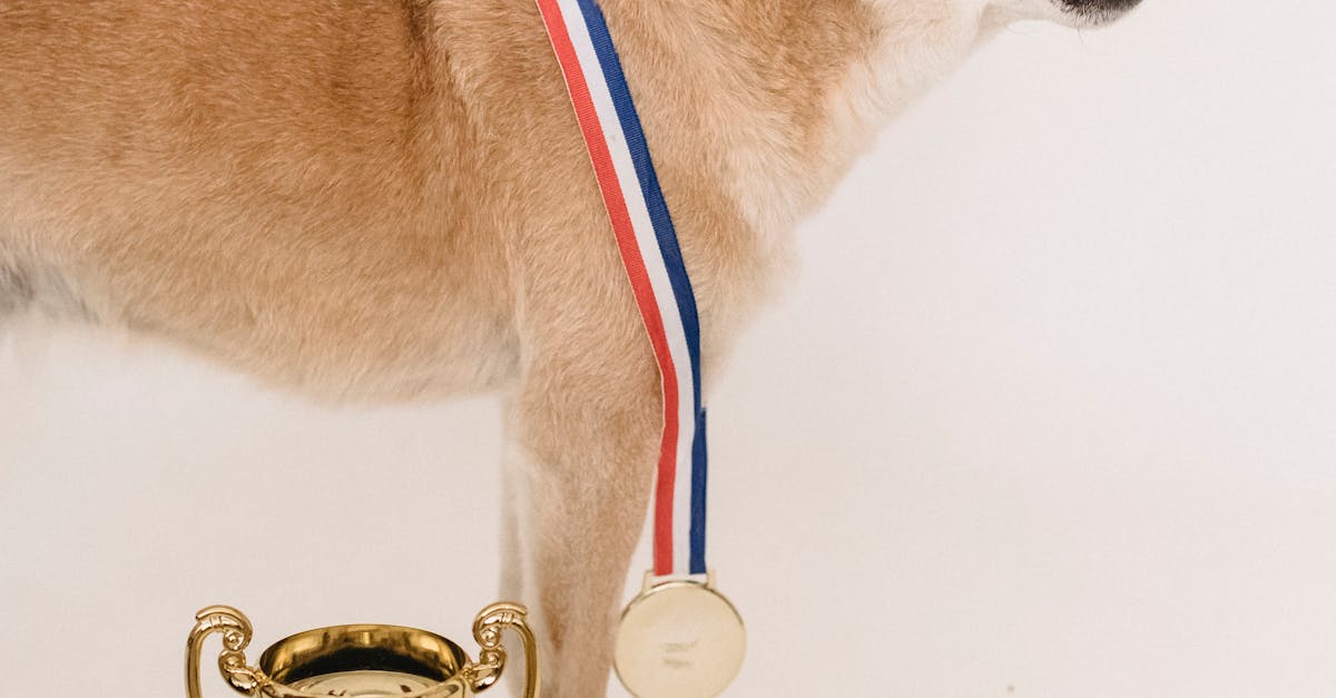 Shiba Inu Snags Silver: Memecoin Is Europe’s 2Nd Most Beloved Crypto-Bitrabo Shiba Inu Snags Silver: Memecoin Is Europe’s 2Nd Most Beloved Crypto