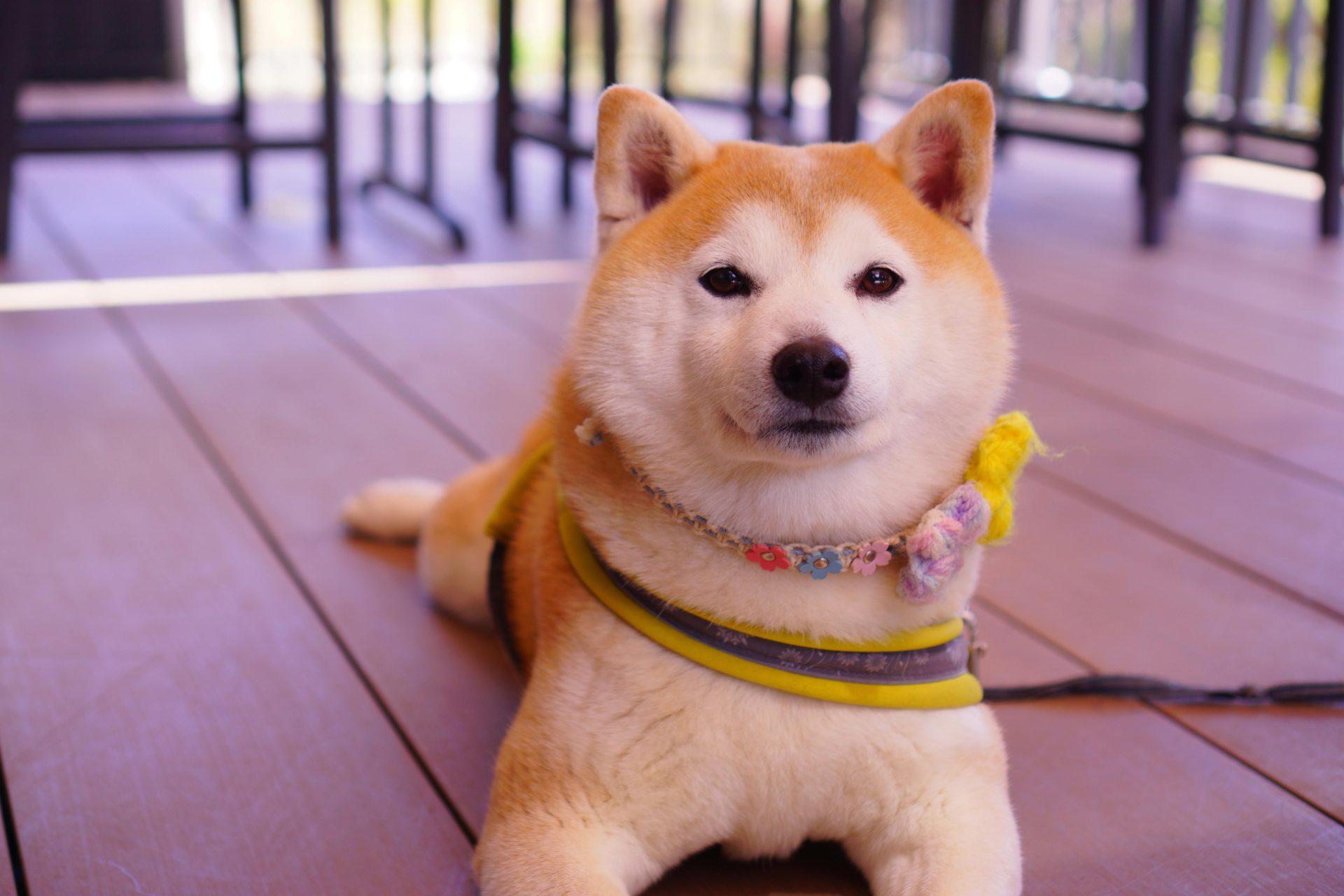 Shiba Inu’s Shibarium Hits New Record Amid Chaotic Market Movements