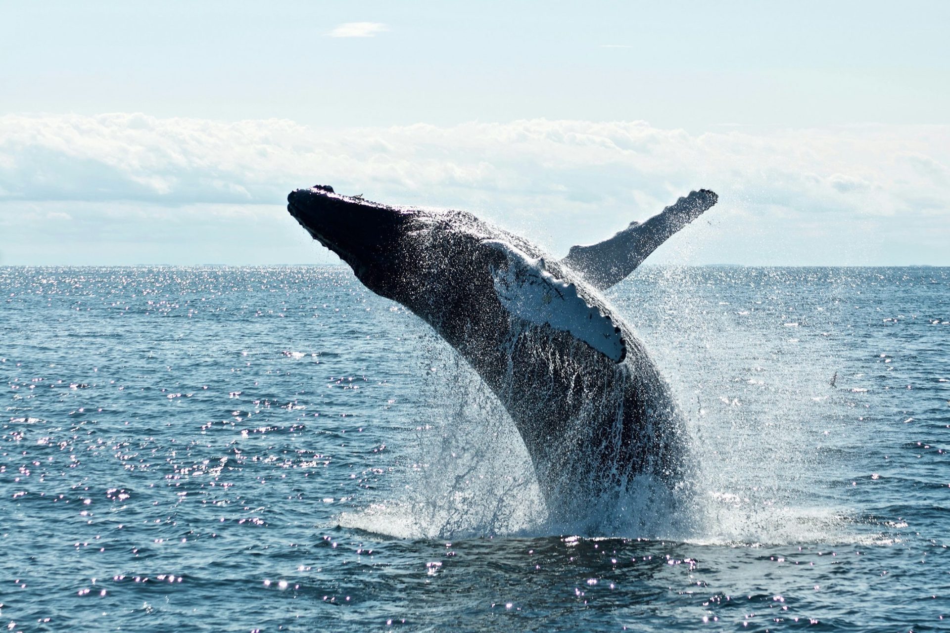 Bitcoin Continues To Struggle: Analytics Firm Reveals What Whales Are Doing-Bitrabo Bitcoin Continues To Struggle: Analytics Firm Reveals What Whales Are Doing