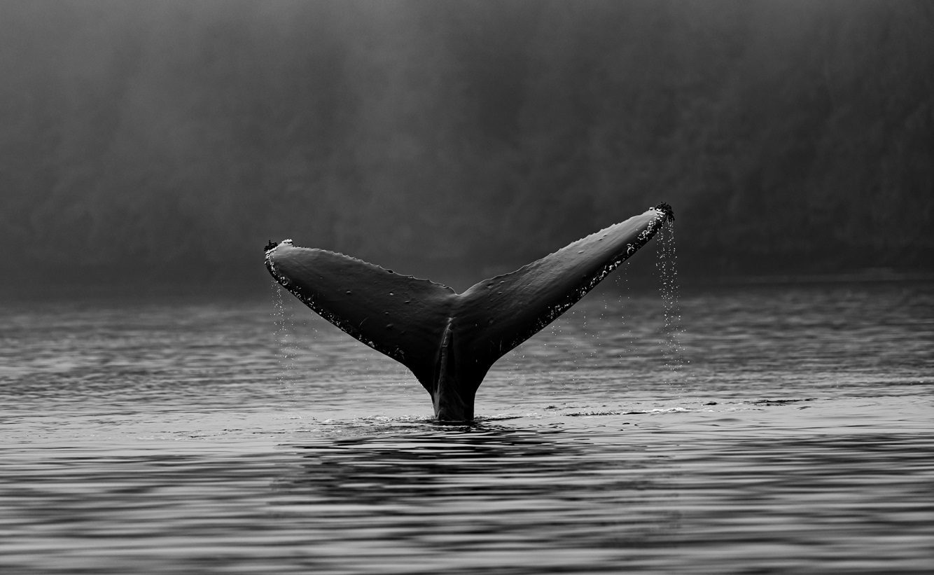 Bitcoin Exchange Deposits Stay Low: Whales Disinterested In Selling?