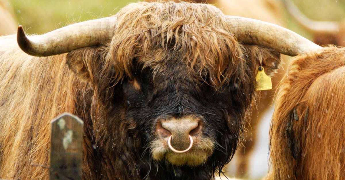 Is Polygon Next In Line? Crypto Analyst Predicts Bullish Breakout To $1