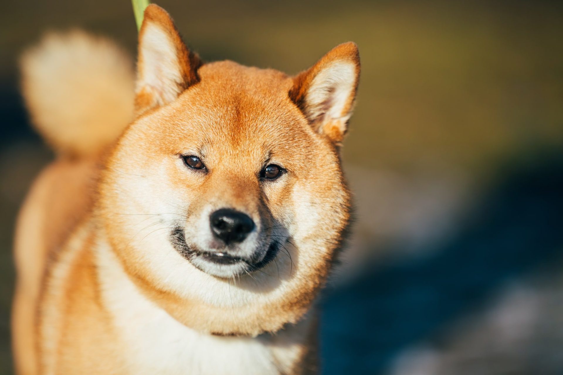 Why Shiba Inu Is Poised For Success According To A Major Investor