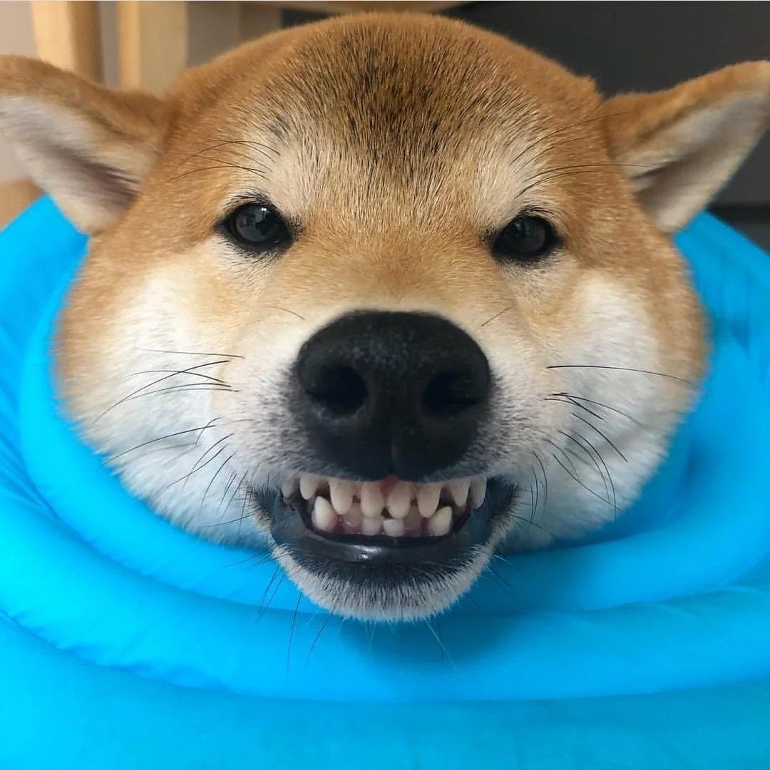 Shiba Inu Listing On Coinbase Futures Contracts Through Cftc Filing