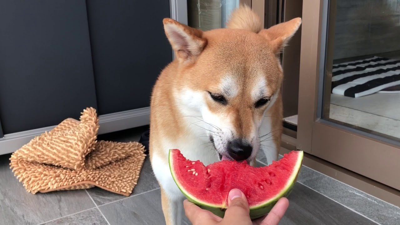 Breaking News On Shib Eternity Game And Treat Token From Shiba Inu Team Member-Bitrabo Breaking News On Shib Eternity Game And Treat Token From Shiba Inu Team Member