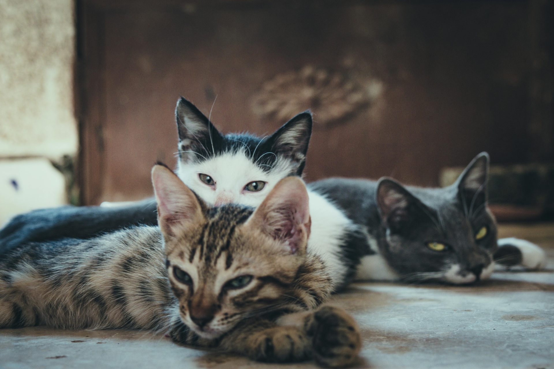 Telegram’s Catizen (Cati) Game Raises $16 Million, Helps Save Stray Cats-Bitrabo Telegram’s Catizen (Cati) Game Raises $16 Million, Helps Save Stray Cats