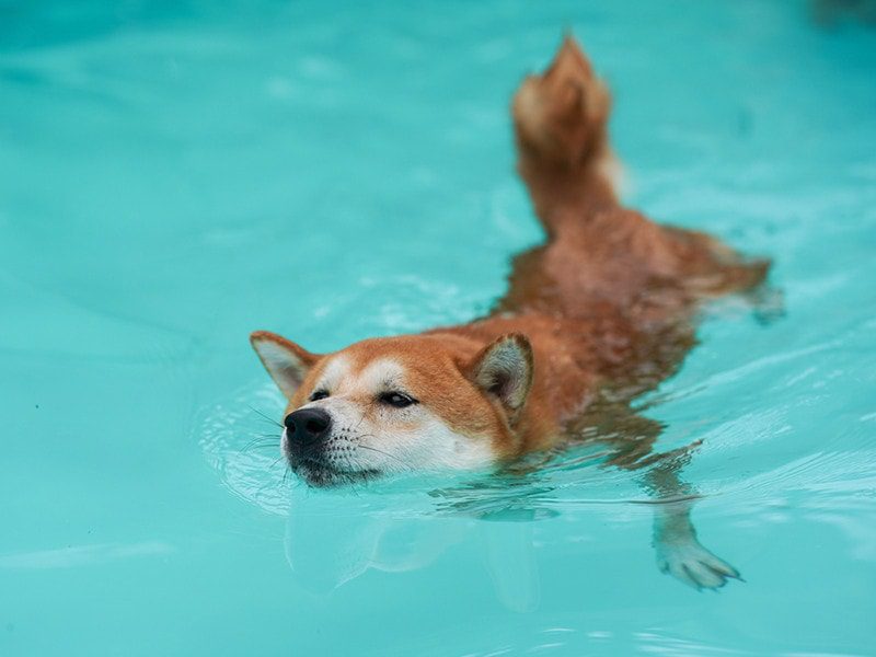 Shiba Inu Whales Showing Activity Amid Bitcoin And Crypto Market Recovery-Bitrabo Shiba Inu Whales Showing Activity Amid Bitcoin And Crypto Market Recovery