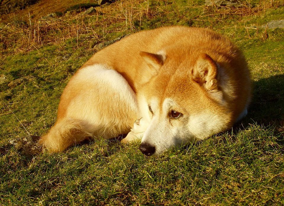 Shiba Inu Faces Potential Downturn As Whale Activity Plummets By 70% In Just One Day