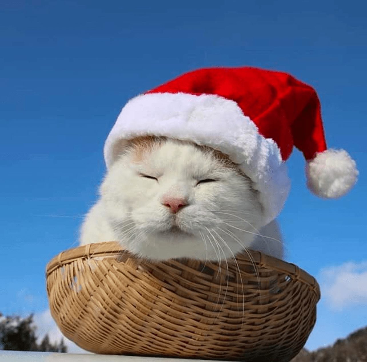 $Shiro: The Unmatched Legacy Of The Original