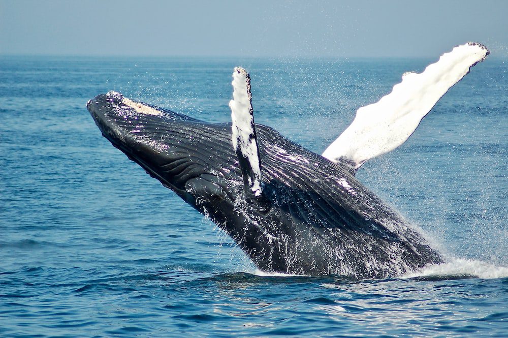 Bitcoin Whales Continue To Hold Out For Greater Gains: Insights From On-Chain Data